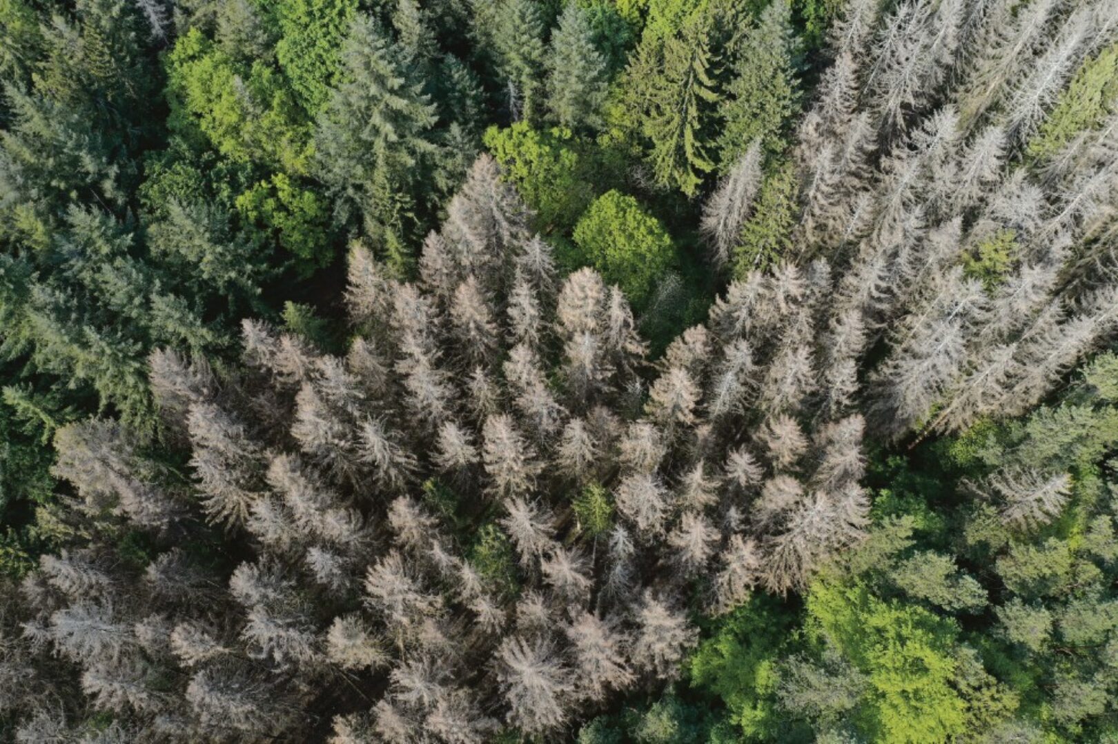 Klimaschutz Durch Wald In Deutschland: „Wir Müssen Uns Rasch Anpassen ...