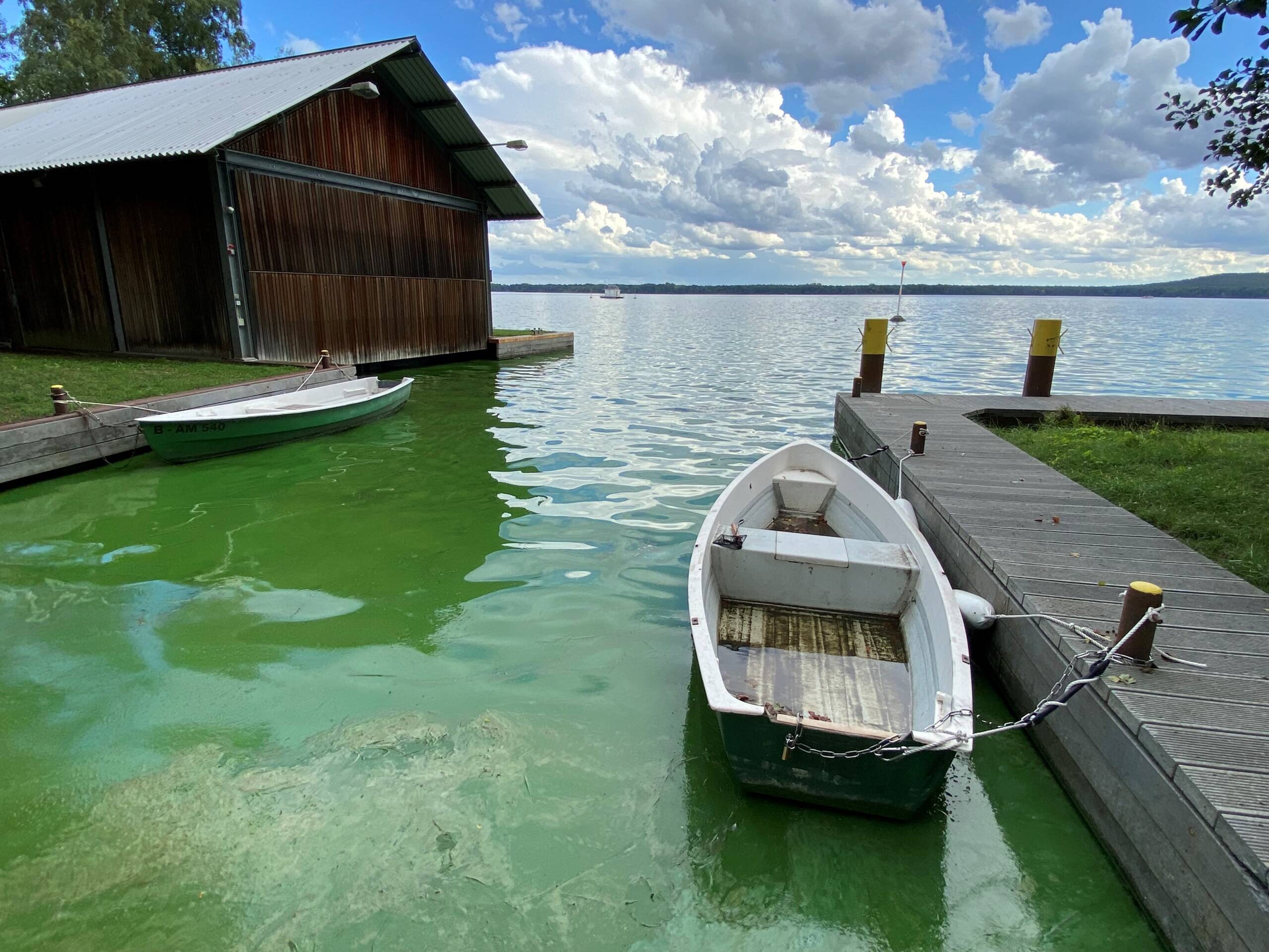 Badesee: So lässt sich die Algenblüte stoppen