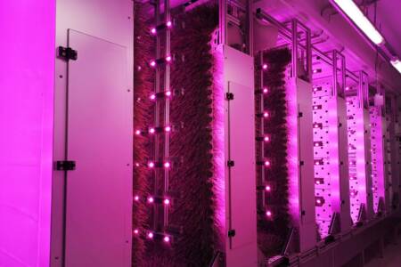 Vertical Farming: So wird es nachhaltig und wirtschaftlich