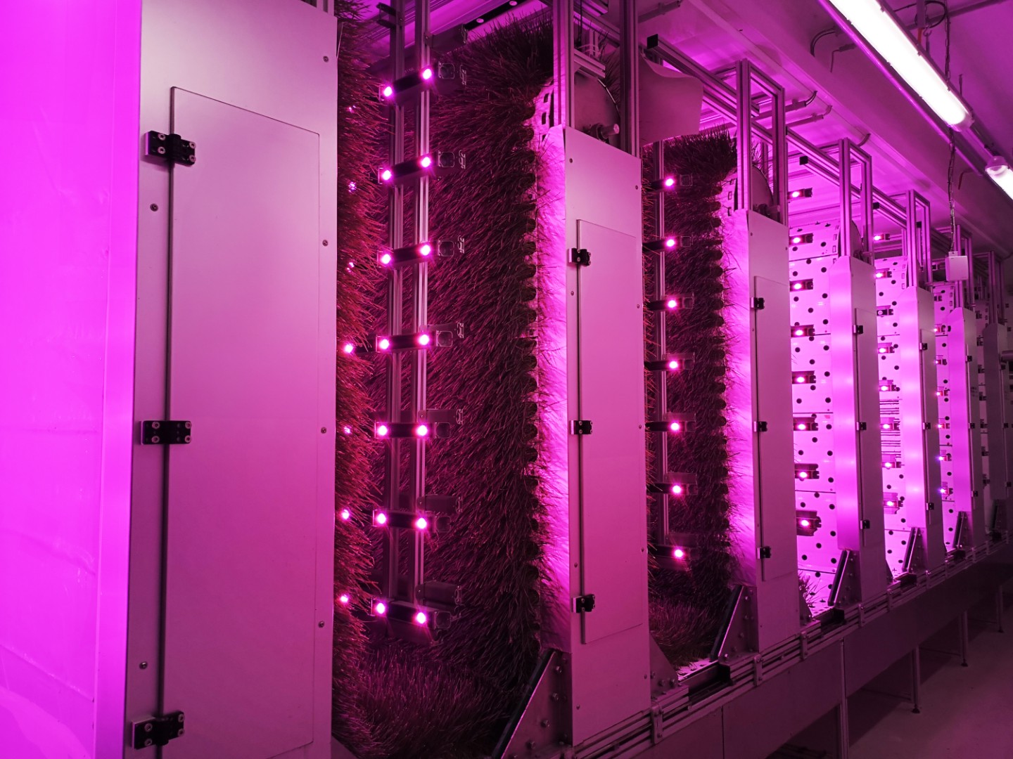 Vertical Farming: So wird es nachhaltig und wirtschaftlich