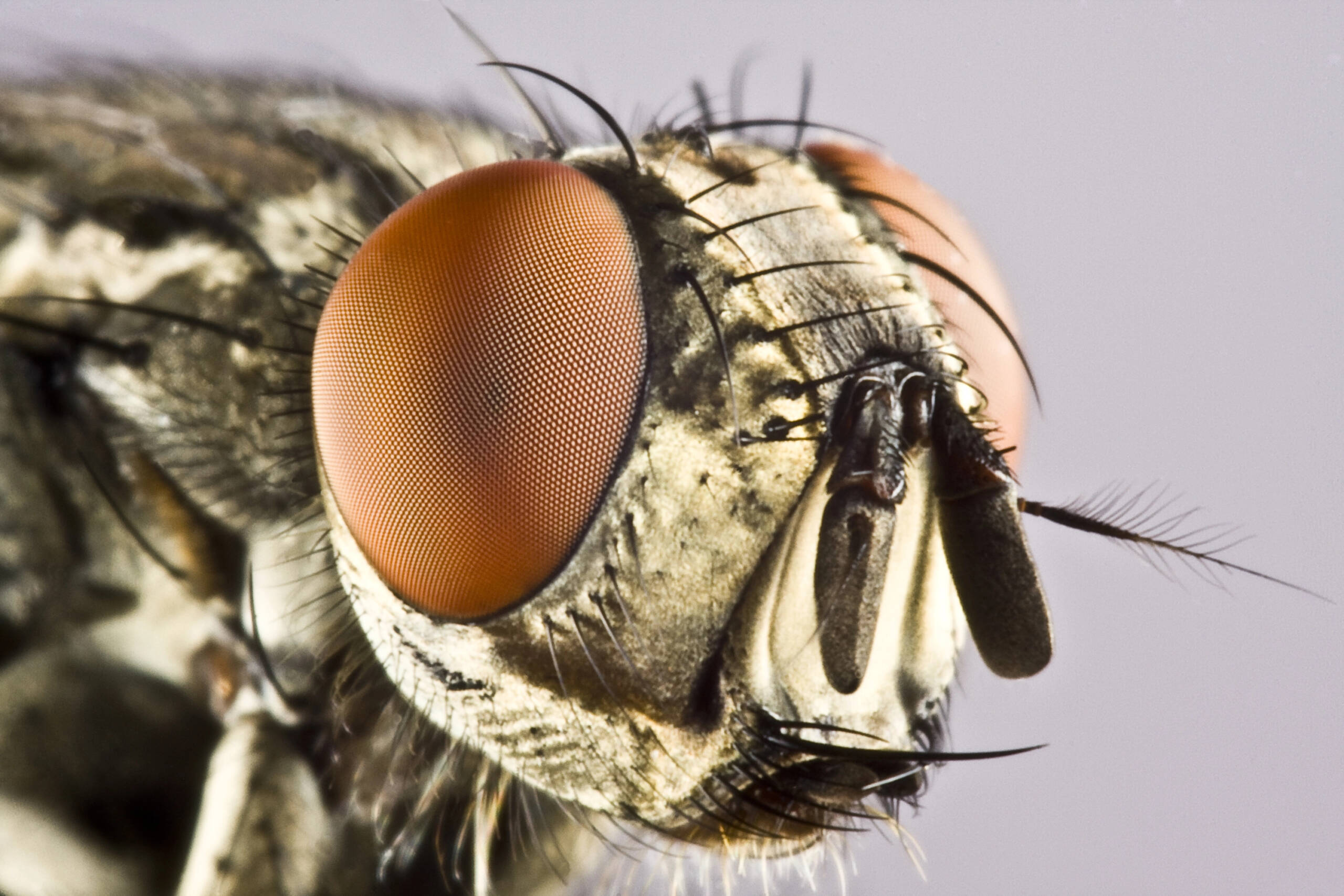 Insektenauge lässt Roboter und Drohnen besser sehen