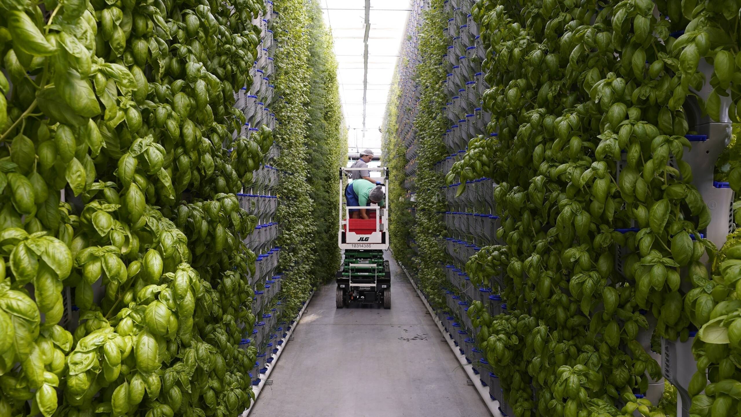 Vertical-Farming-Pflanzenanbau-der-Zukunft