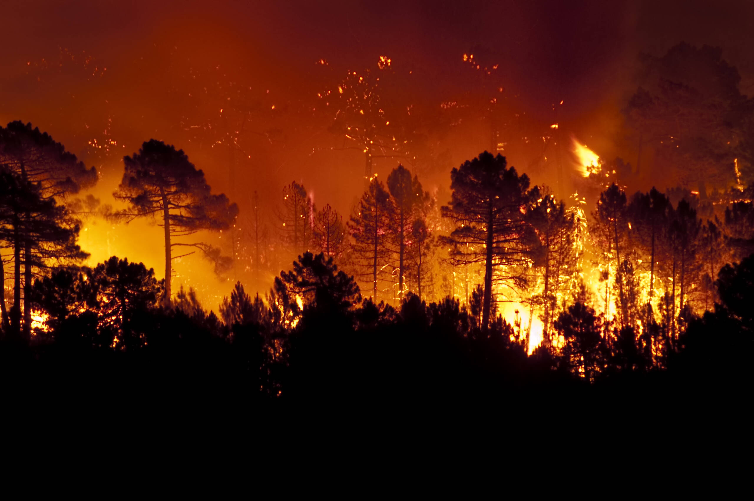 Feuerwehrleute bekämpfen virtuelle Waldbrände