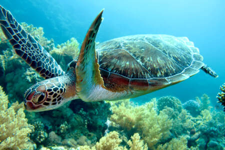 Dem 3D-Druck sei Dank: Schildkröte schwimmt wieder